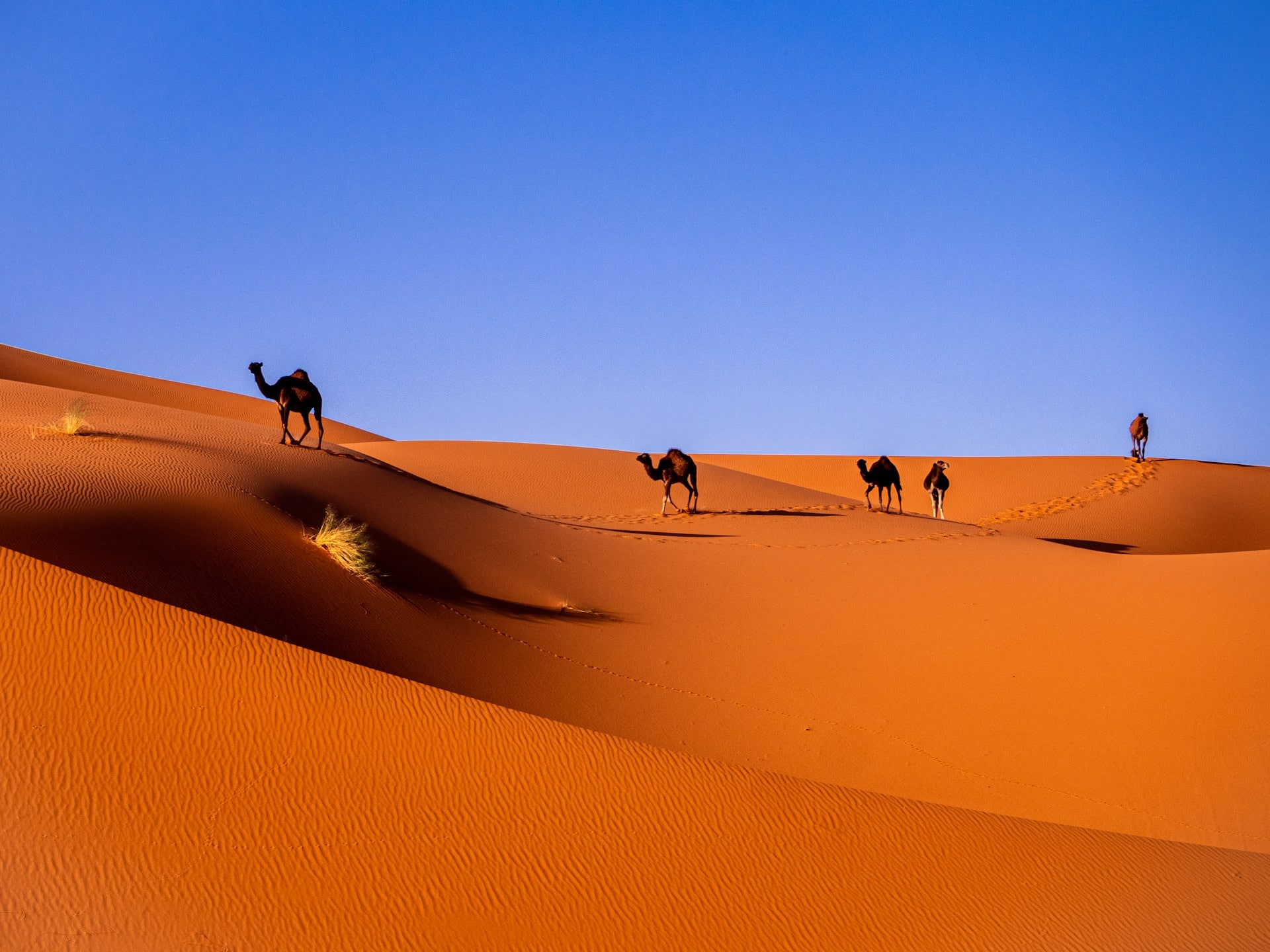 Merzouga, Maroc