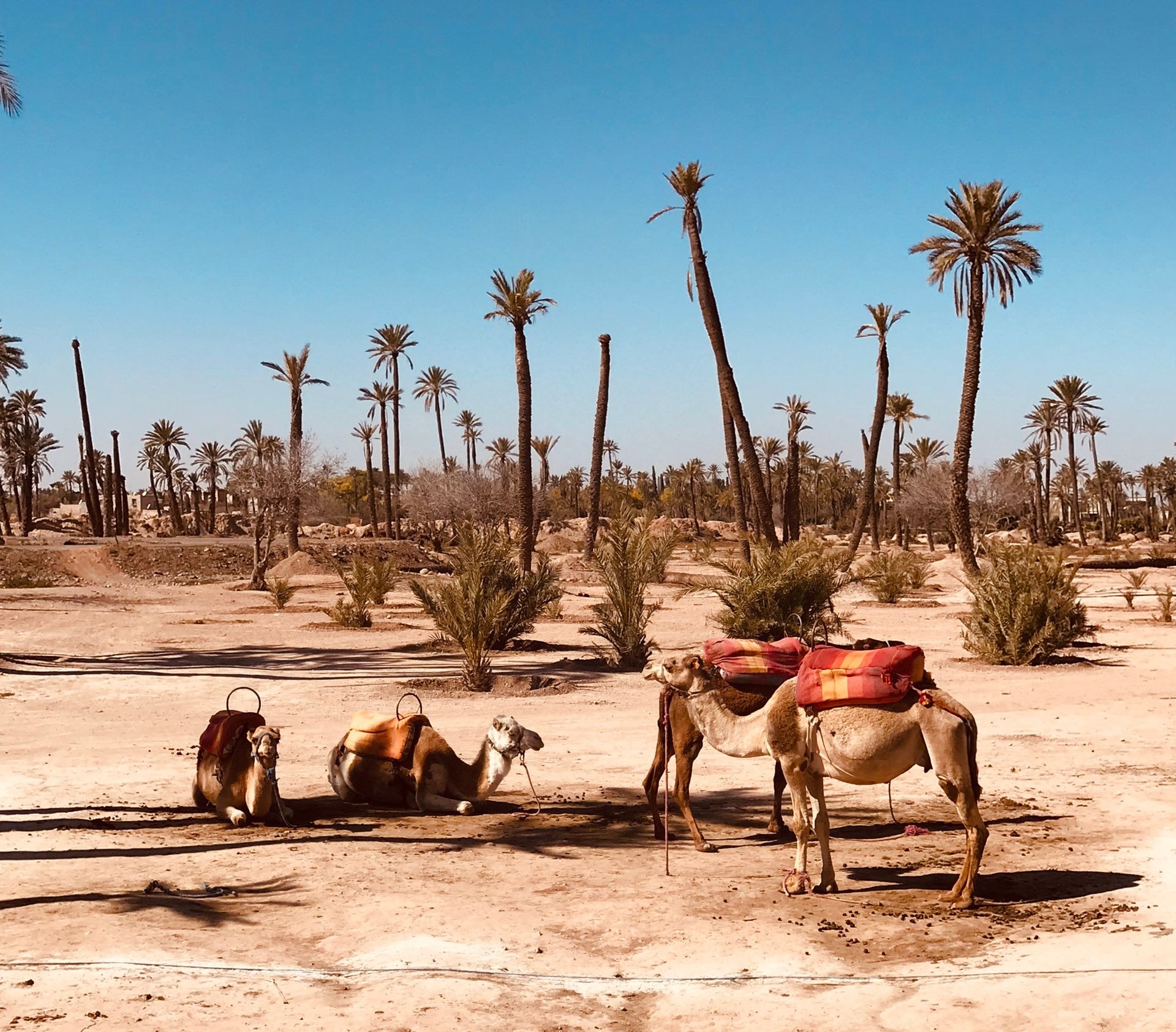 Balade à dos de dromadaire dans la Palmeraie