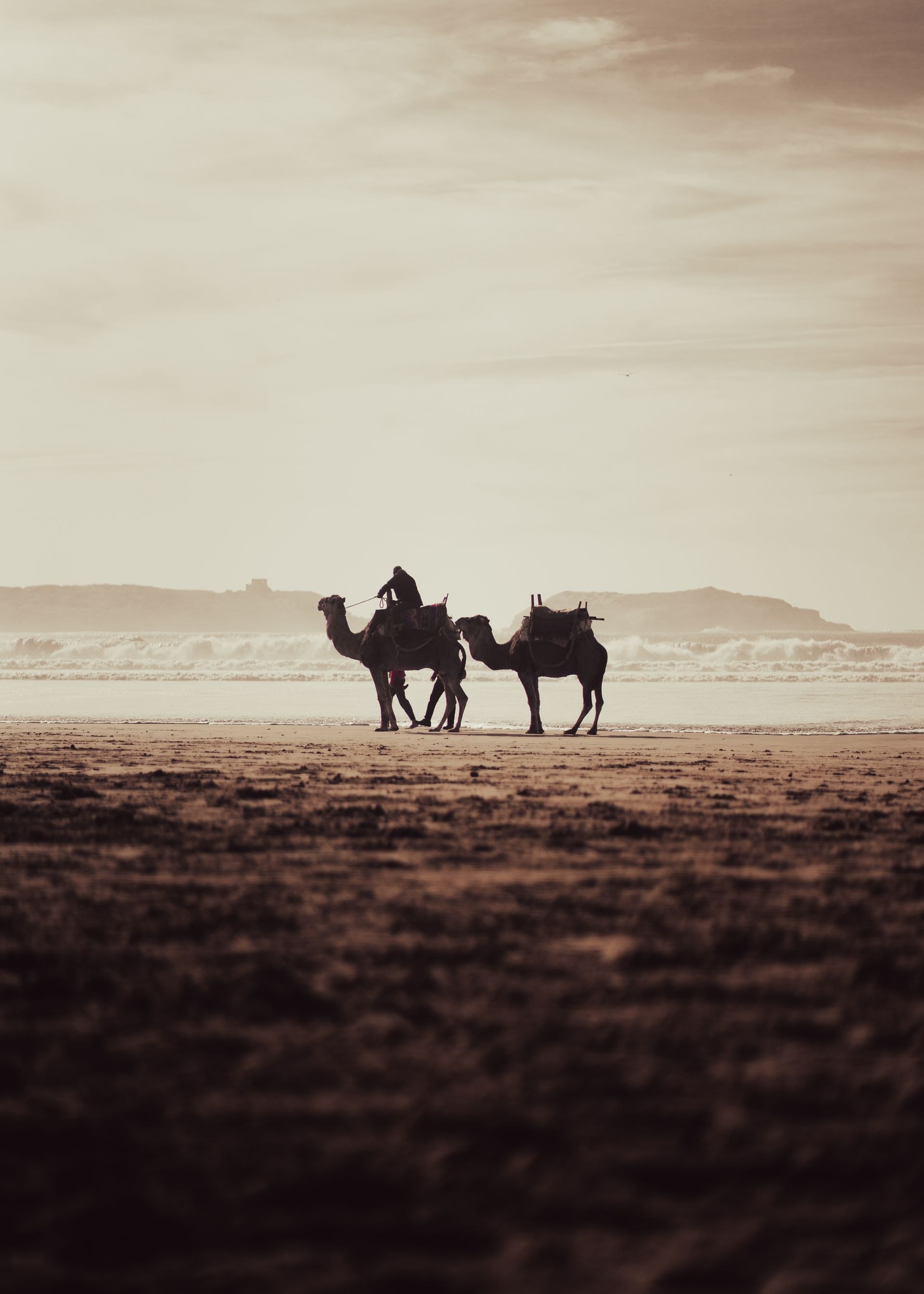 Balade à dromadaire sur la plage d'Essaouira