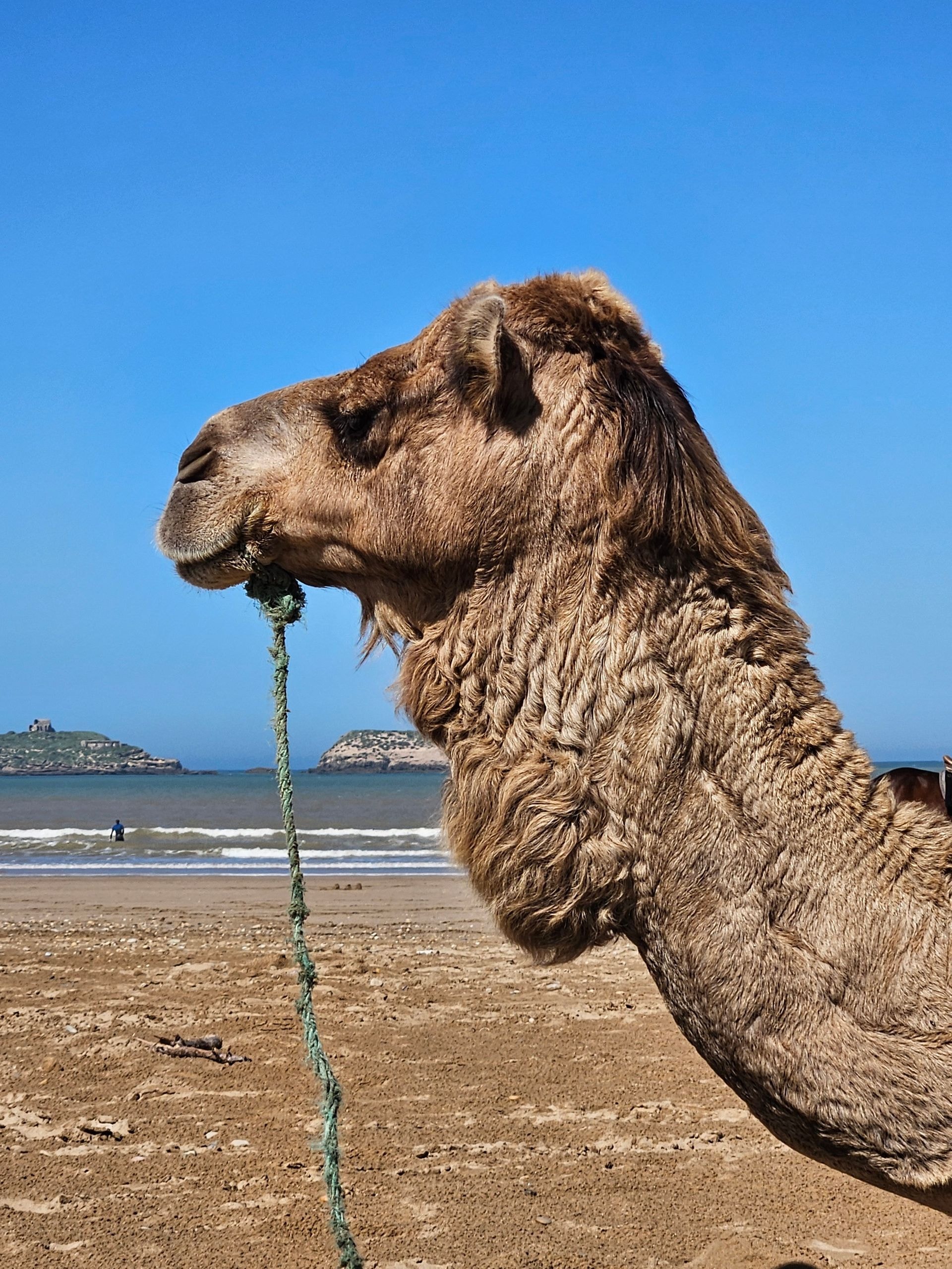 Balade à dromadaire sur la plage d'Essaouira
