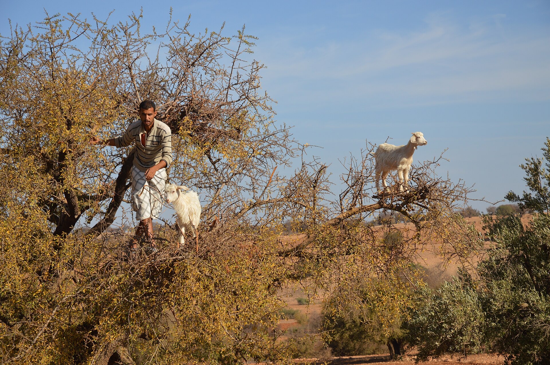 Vallée des arganiers, Maroc