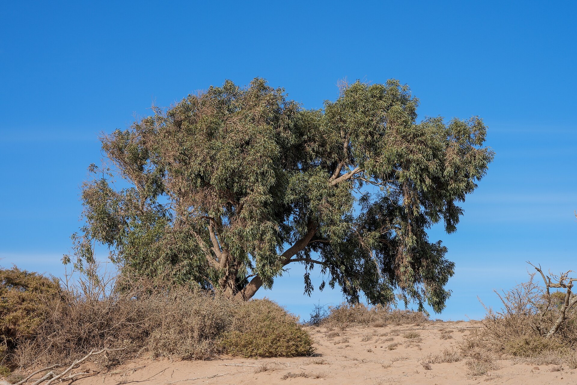 Parc national Souss-Massa, Maroc