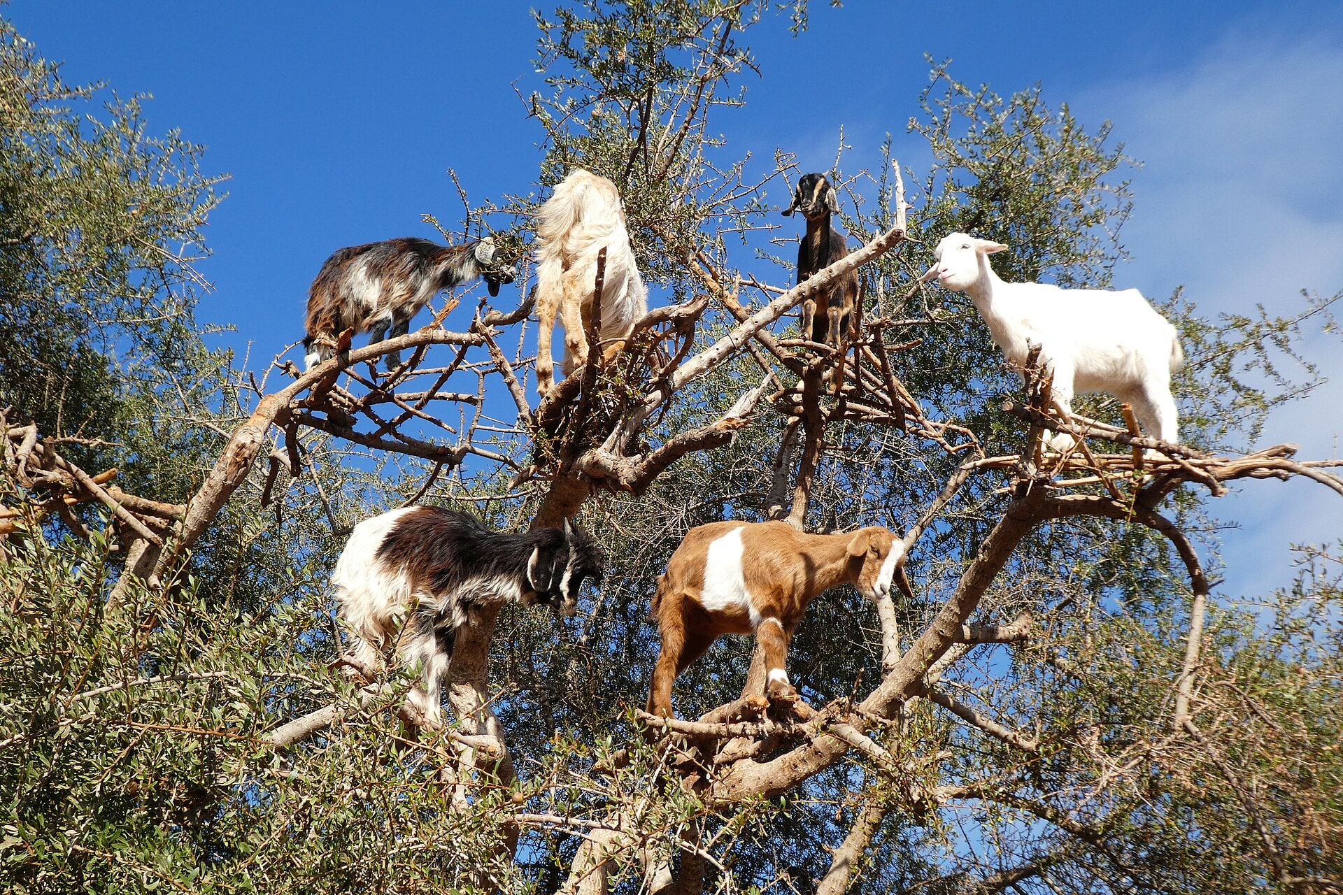 Vallée des arganiers, Maroc