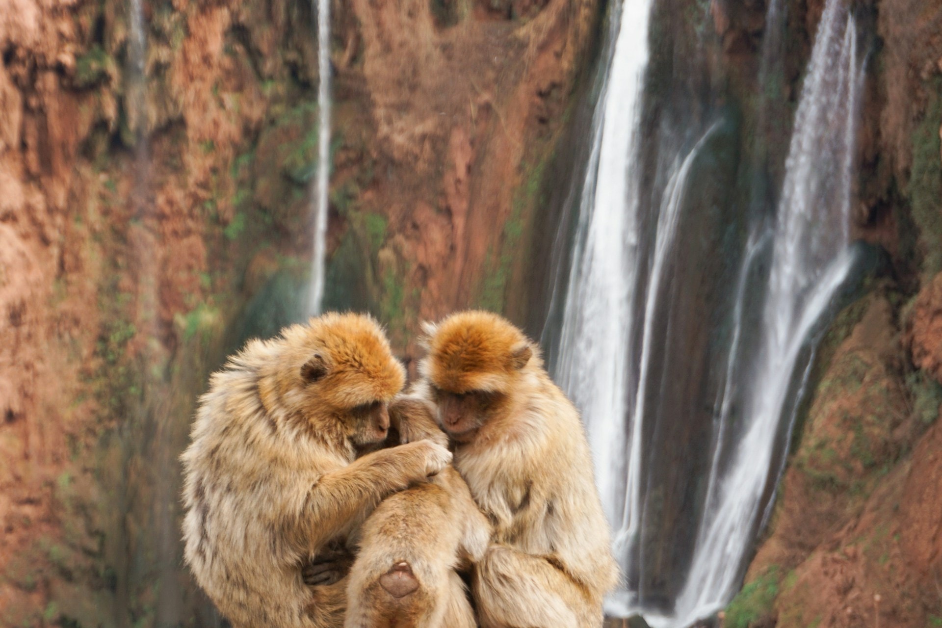 Cascades d'Ouzoud, Maroc